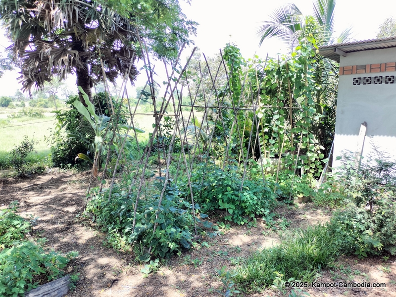 eco lotus cooking school and countryside rooms in kampot, cambodia