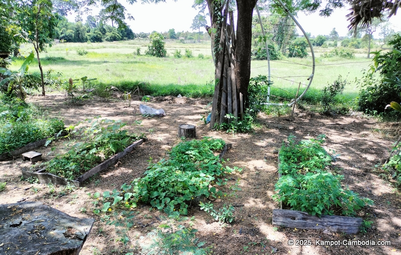eco lotus cooking school and countryside rooms in kampot, cambodia