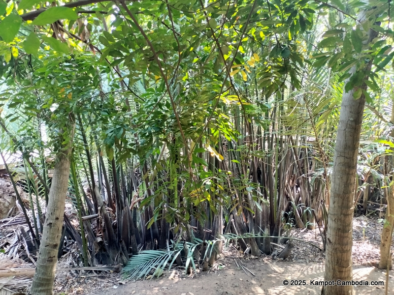 sabay beach kampot hotel in cambodia