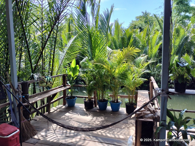 Kayaking Green Cathedral in Kampot, Cambodia. Kayak tours in the tributary of the Kampot River.
