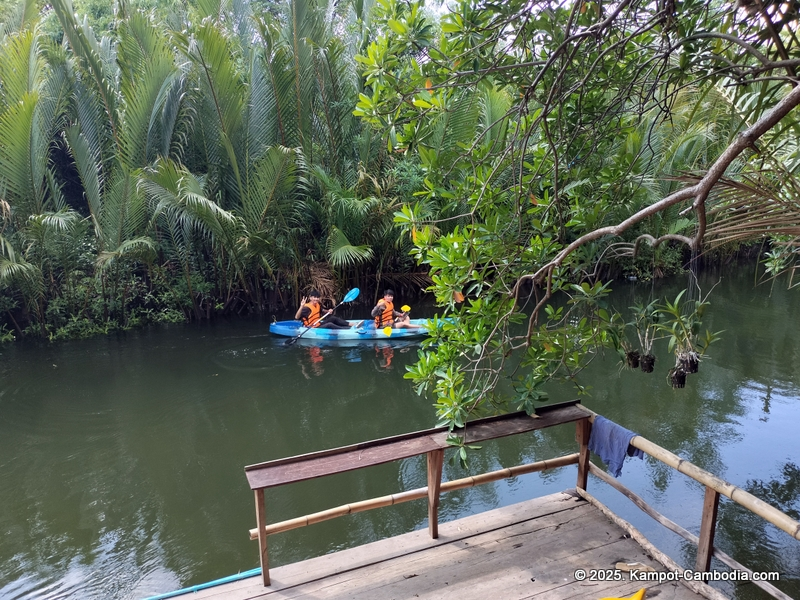 Kayaking Green Cathedral in Kampot, Cambodia. Kayak tours in the tributary of the Kampot River.