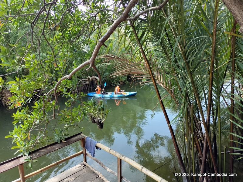 Kayaking Green Cathedral in Kampot, Cambodia. Kayak tours in the tributary of the Kampot River.