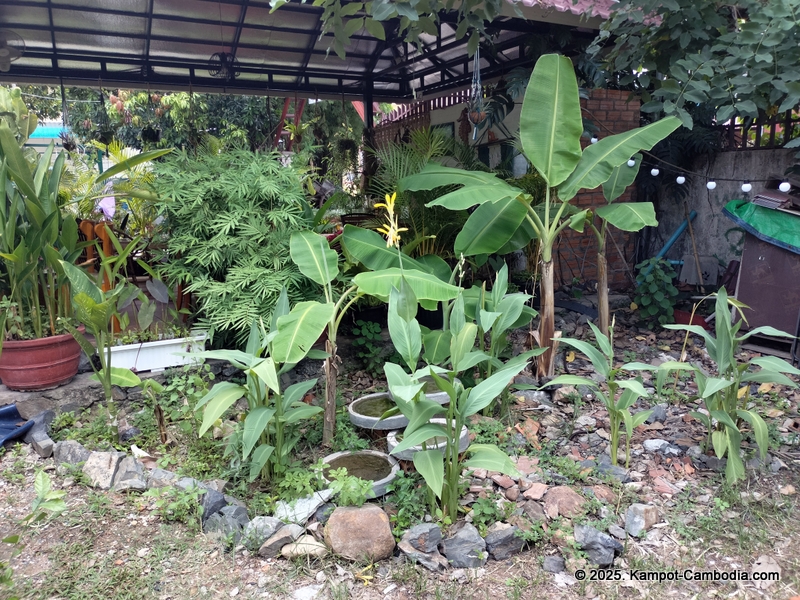 Derm Svay Guesthouse, restaurant, and yoga in Kampot, Cambodia