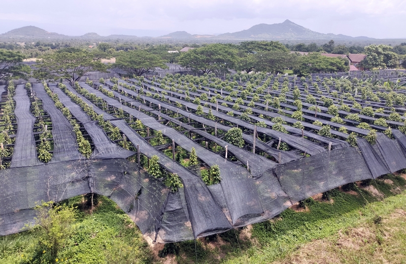 La Plantation Kampot Pepper farm in kampot cambodia