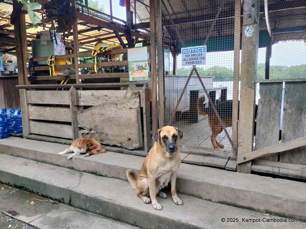 high tide in kampot cambodia. dog bar and lounge