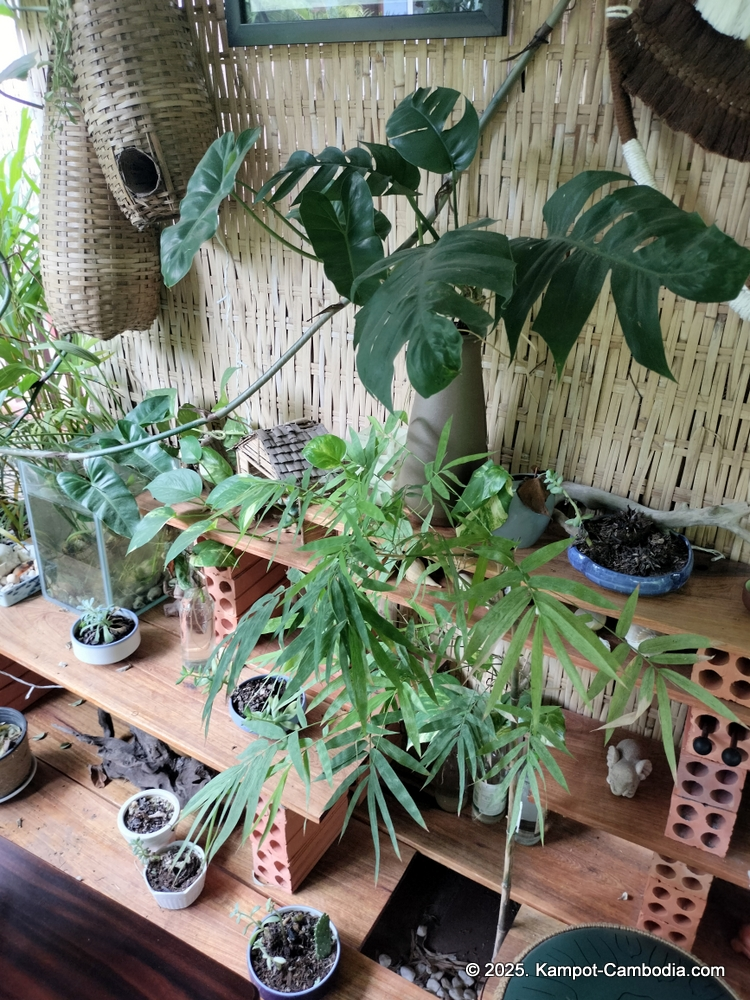 Derm Svay Guesthouse, restaurant, and yoga in Kampot, Cambodia