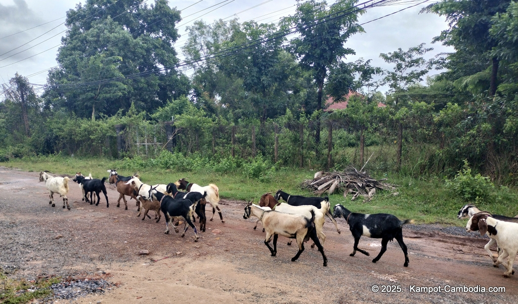 orchid restaurant & bar in kampot, cambodia. international village.
