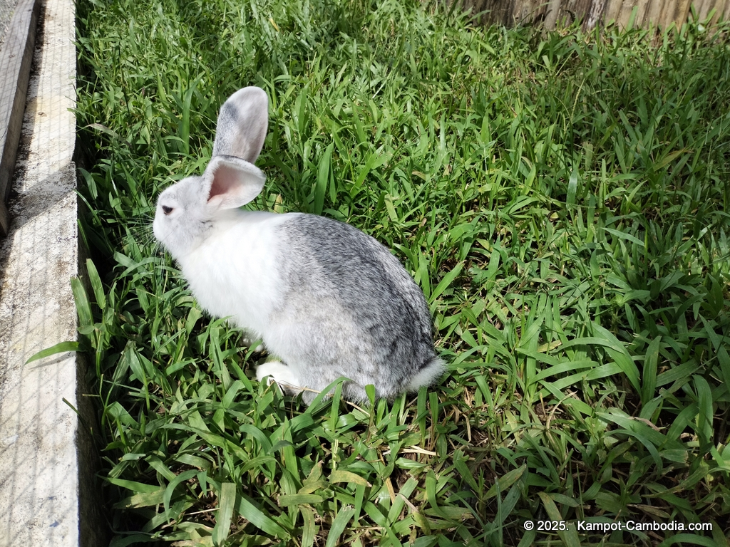 Queen Island resort in Kampot, Cambodia. Island resort.