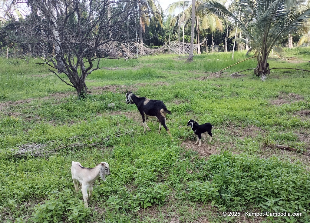Queen Island resort in Kampot, Cambodia. Island resort.