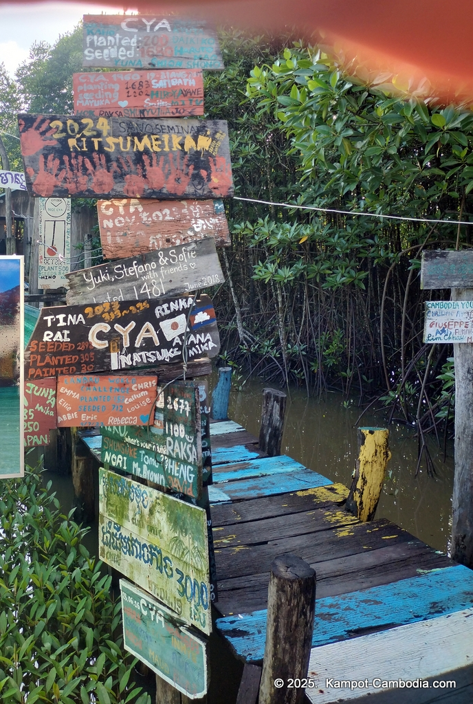 Trapeang Sangkae mangrove in kampot cambodia. boats and rooms.