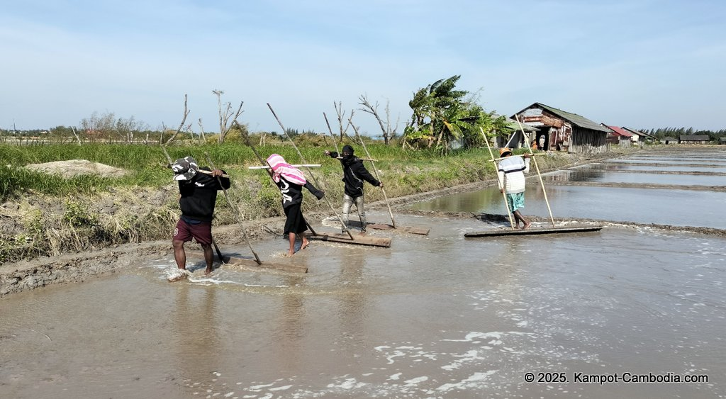 salt fields in kampot cambodia