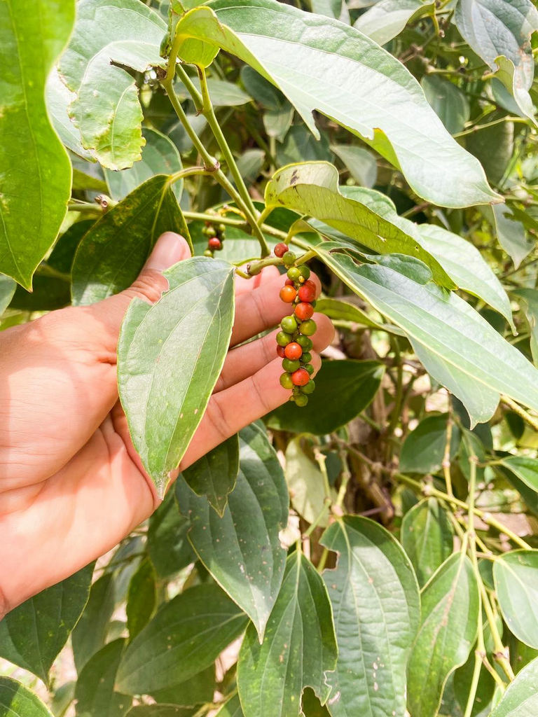 Kampot Pepper 26 store in Kampot, Cambodia
