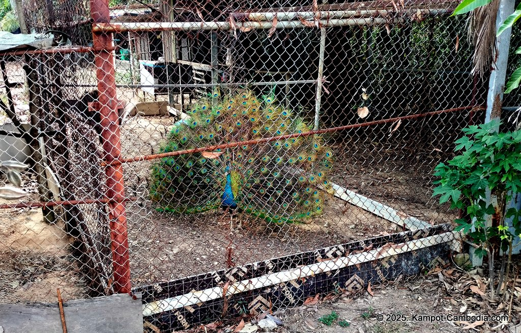 komsan resort on fish island in kampot, cambodia