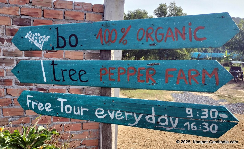 bo tree pepper farm in kampot cambodia