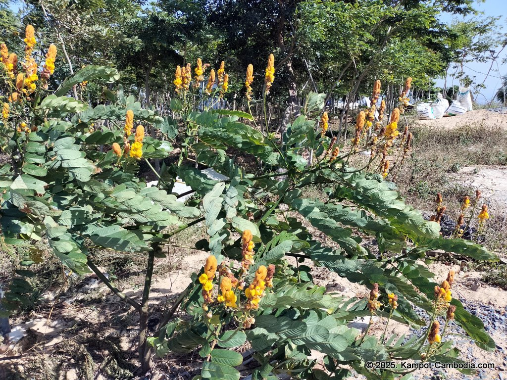 Kampot Top View Camping and Cafe on a mountain in Kampot, Cambodia