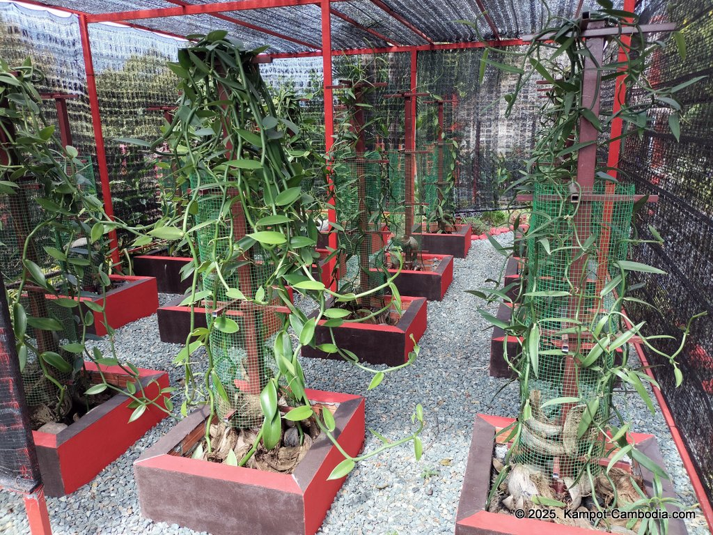 Casa Botanica Gardens and Rooms in Kampot, Cambodia.