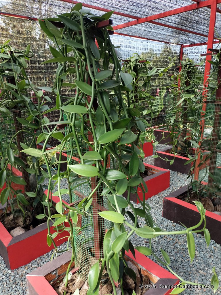 Casa Botanica Gardens and Rooms in Kampot, Cambodia.