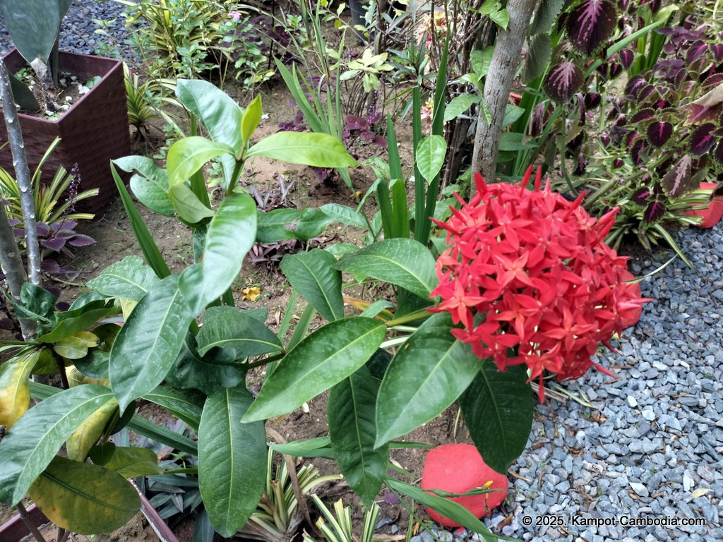 Casa Botanica Gardens and Rooms in Kampot, Cambodia.