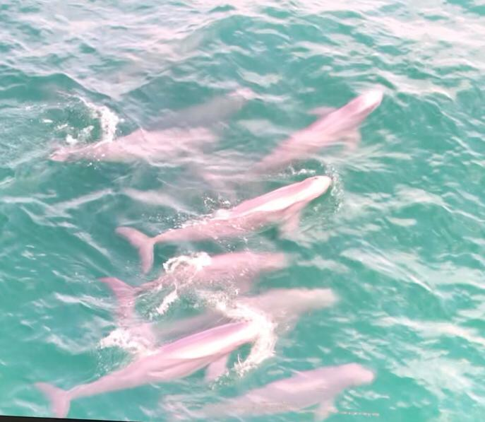 Kampot Dolphin Tours with Khmer Ocean LIfe in Cambodia.