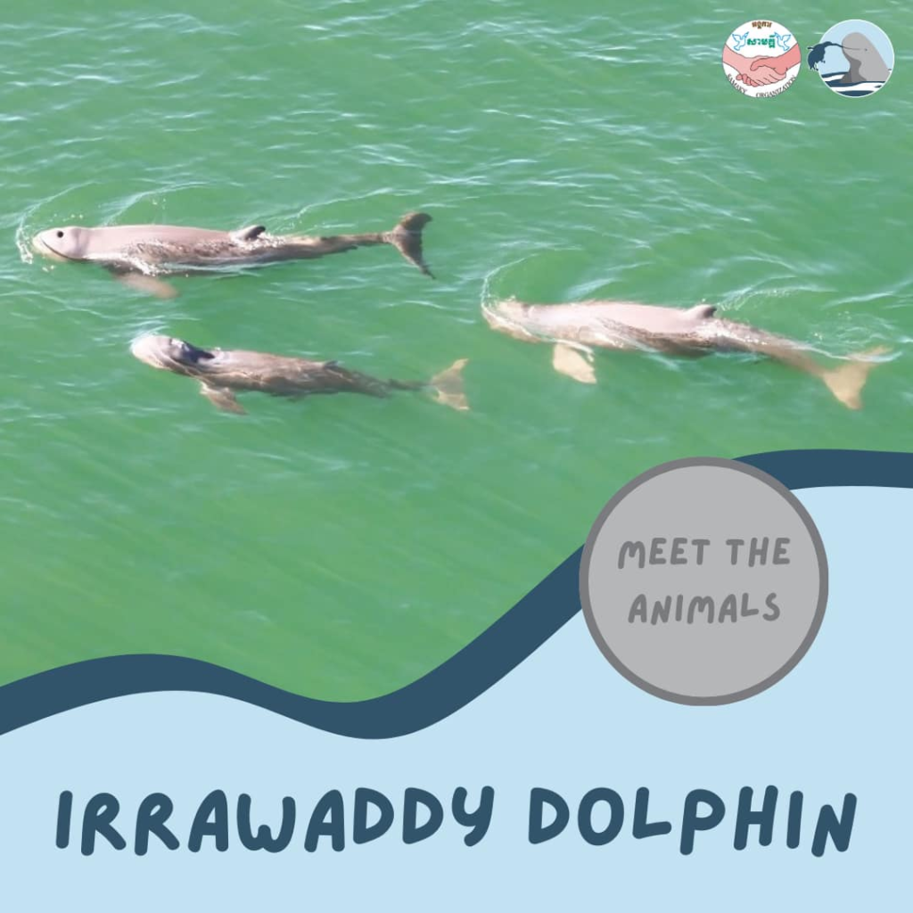 Kampot Dolphin Tours with Khmer Ocean LIfe in Cambodia.