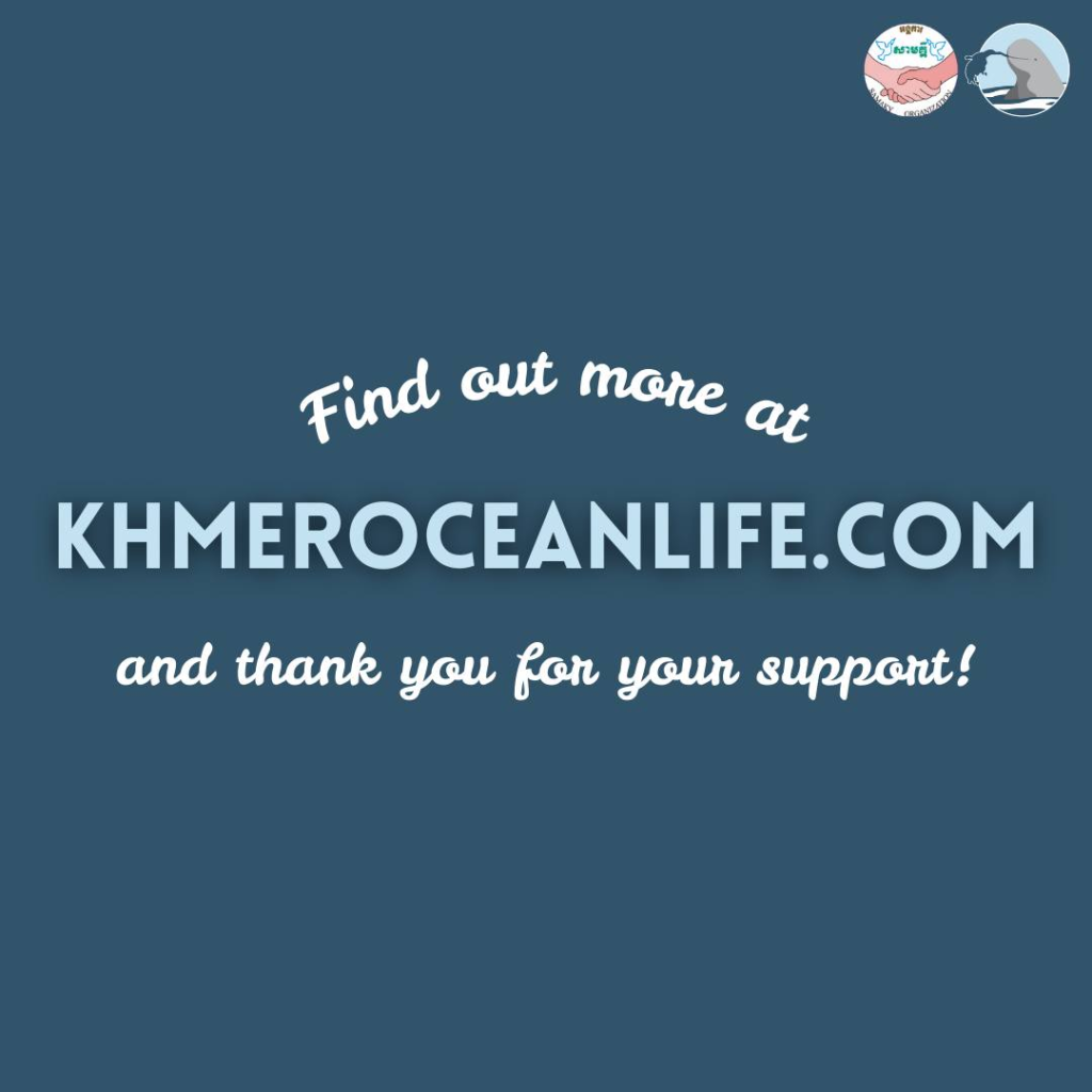 Kampot Dolphin Tours with Khmer Ocean LIfe in Cambodia.