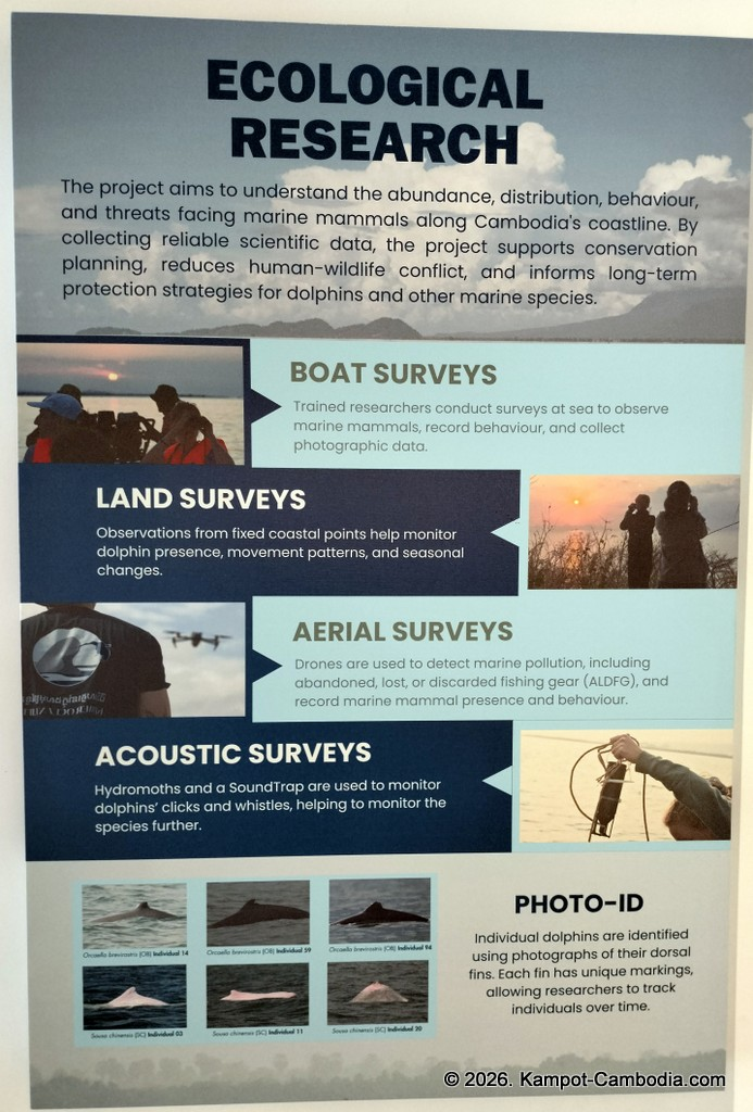 Kampot Dolphin Tours with Khmer Ocean LIfe in Cambodia.