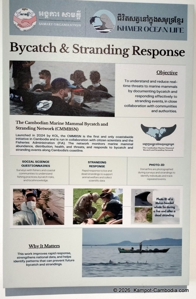 Kampot Dolphin Tours with Khmer Ocean LIfe in Cambodia.