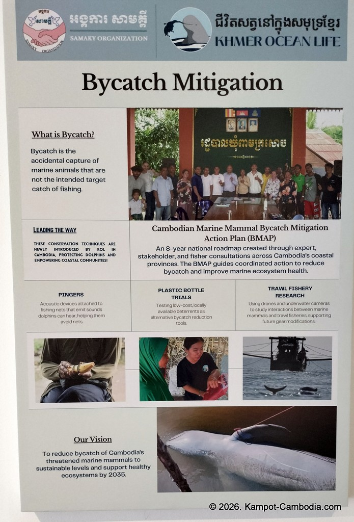 Kampot Dolphin Tours with Khmer Ocean LIfe in Cambodia.