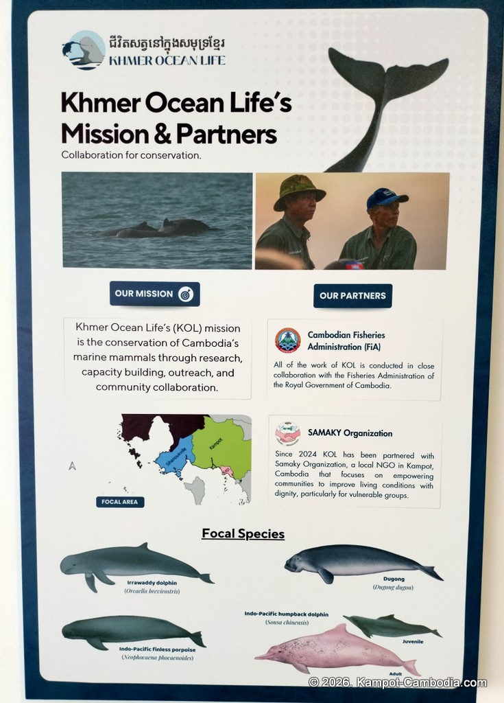 Kampot Dolphin Tours with Khmer Ocean LIfe in Cambodia.