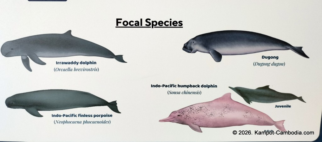 Kampot Dolphin Tours with Khmer Ocean LIfe in Cambodia.