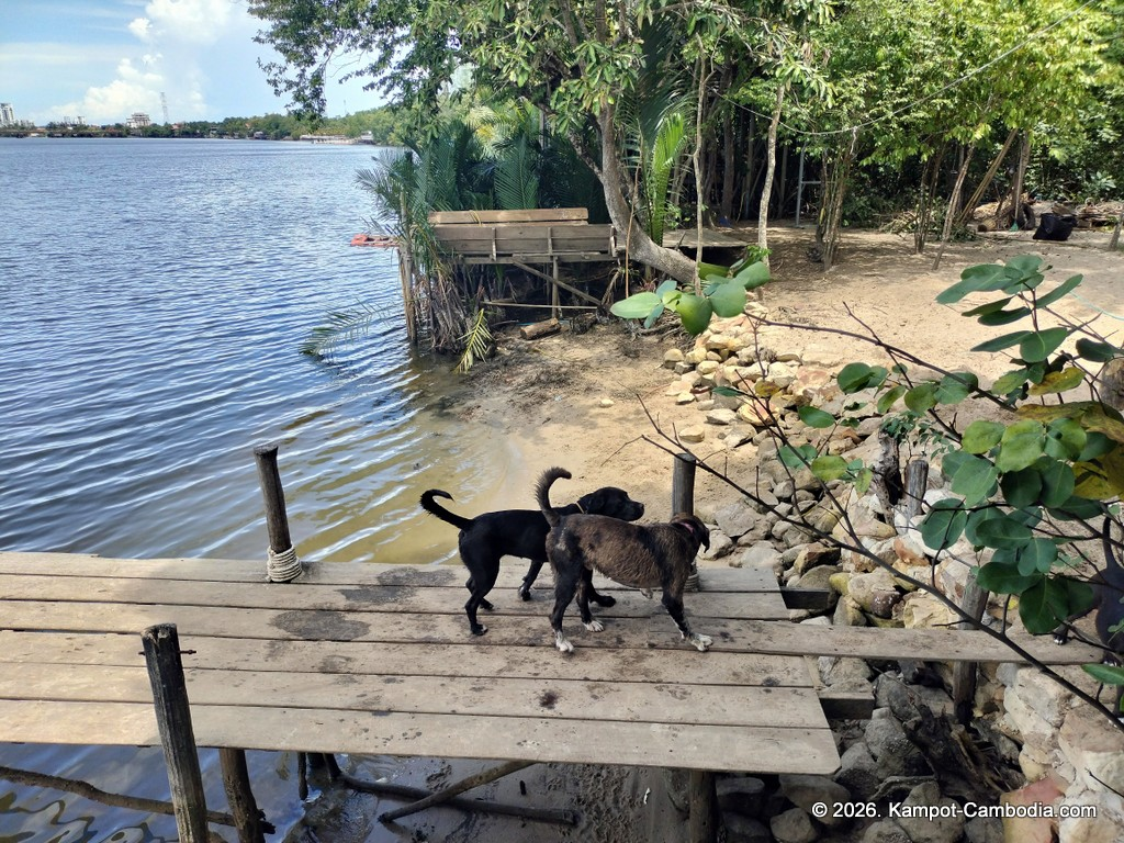Kampot Dog Sanctuary. High Tide restaurant and Bar. Tiki Boat Rides in Kampot, Cambodia.