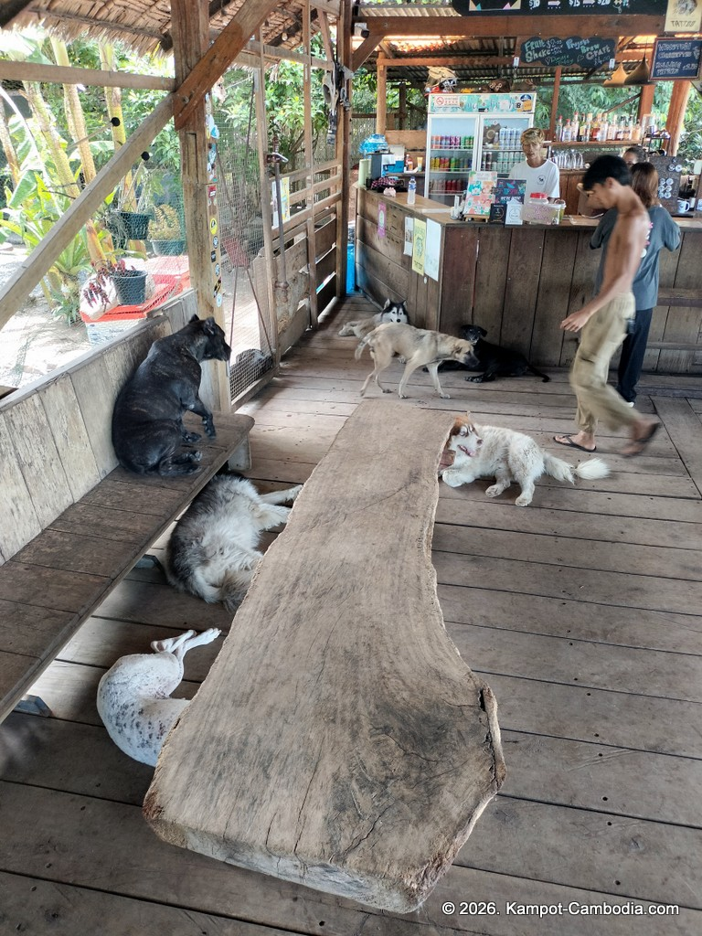 Kampot Dog Sanctuary. High Tide restaurant and Bar. Tiki Boat Rides in Kampot, Cambodia.