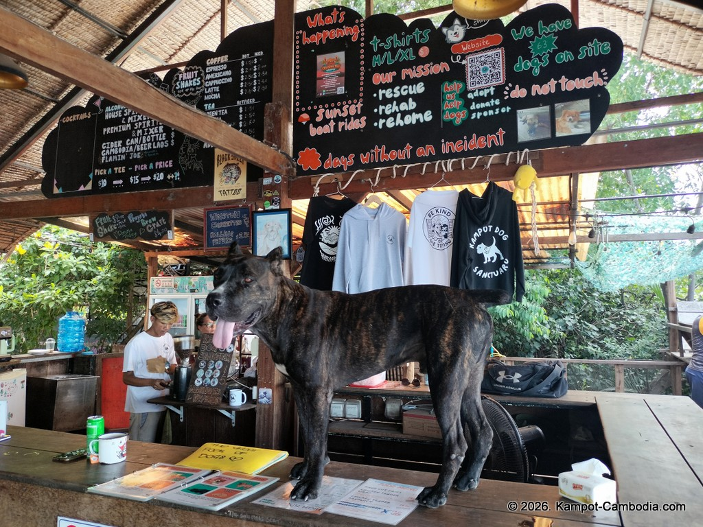 Kampot Dog Sanctuary. High Tide restaurant and Bar. Tiki Boat Rides in Kampot, Cambodia.