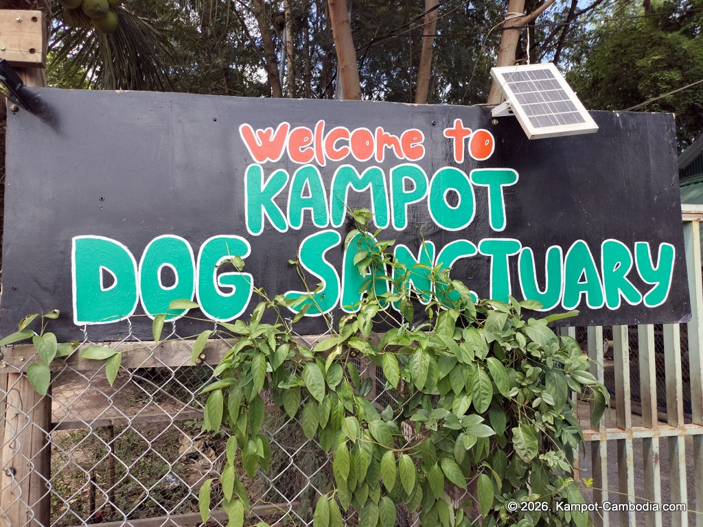 Kampot Dog Sanctuary. High Tide restaurant and Bar. Tiki Boat Rides in Kampot, Cambodia.