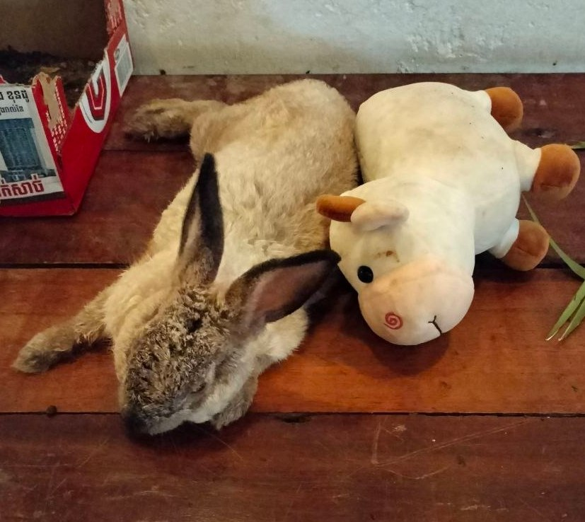 Oldie's Pub & Bar in Kampot, Cambodia